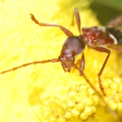 Pseudohalme laetabilis at Coree, ACT - 1 Sep 2022