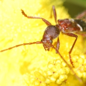 Pseudohalme laetabilis at Coree, ACT - 1 Sep 2022