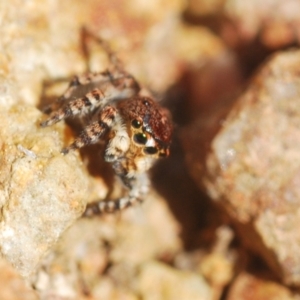 Euophryinae sp. (Rockhopper) undescribed at Coree, ACT - 1 Sep 2022 04:25 PM