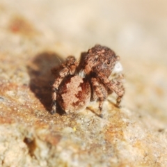 Euophryinae sp. (Rockhopper) undescribed at Coree, ACT - 1 Sep 2022