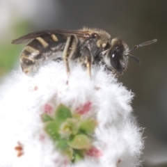 Lasioglossum (Chilalictus) sp. (genus & subgenus) (Halictid bee) at Stromlo, ACT - 28 Aug 2022 by Harrisi