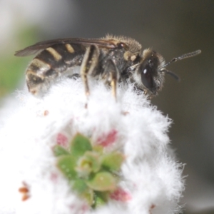 Lasioglossum (Chilalictus) sp. (genus & subgenus) at Stromlo, ACT - 28 Aug 2022 01:53 PM