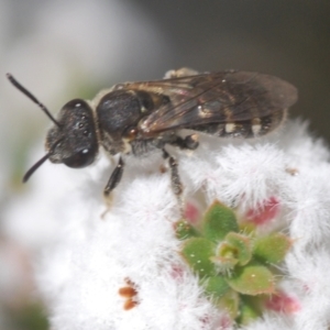 Lasioglossum (Chilalictus) sp. (genus & subgenus) at Stromlo, ACT - 28 Aug 2022 01:53 PM