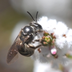 Lasioglossum (Chilalictus) sp. (genus & subgenus) at Stromlo, ACT - 28 Aug 2022 01:53 PM