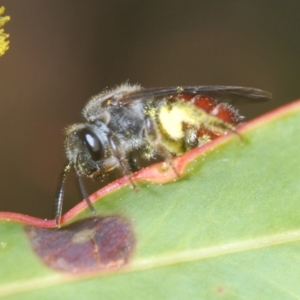 Lasioglossum (Parasphecodes) sp. (genus & subgenus) at Coree, ACT - 1 Sep 2022 04:44 PM