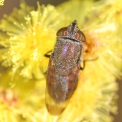 Stomorhina sp. (genus) (Snout fly) at Coree, ACT - 1 Sep 2022 by Harrisi