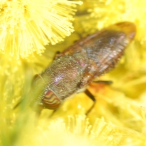 Stomorhina sp. (genus) at Coree, ACT - 1 Sep 2022 05:00 PM