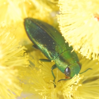 Melobasis obscurella (Obscurella jewel beetle) at Coree, ACT - 1 Sep 2022 by Harrisi