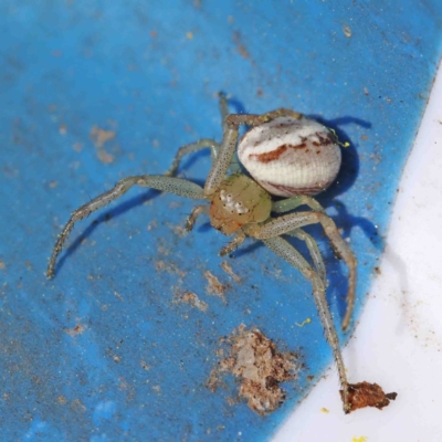 Lehtinelagia prasina (Leek-green flower spider) at O'Connor, ACT - 31 Aug 2022 by ConBoekel