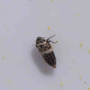 Cicadellidae (family) at O'Connor, ACT - 31 Aug 2022