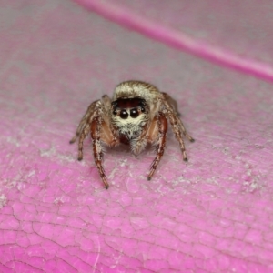 Opisthoncus sp. (genus) at Murrumbateman, NSW - 28 Aug 2022