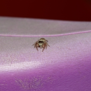 Opisthoncus sp. (genus) at Murrumbateman, NSW - 28 Aug 2022