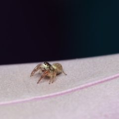 Opisthoncus sp. (genus) at Murrumbateman, NSW - 28 Aug 2022