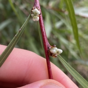 Hakea eriantha at Aranda, ACT - 18 Aug 2022 09:23 AM