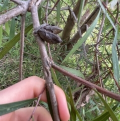 Hakea eriantha at Aranda, ACT - 18 Aug 2022