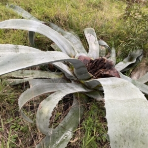 Agave americana at Aranda, ACT - 18 Aug 2022