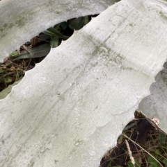 Agave americana at Aranda, ACT - 18 Aug 2022