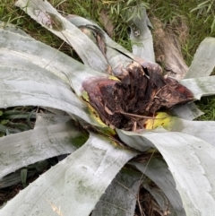 Agave americana at Aranda, ACT - 18 Aug 2022