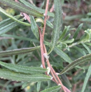 Billardiera scandens at Aranda, ACT - 18 Aug 2022