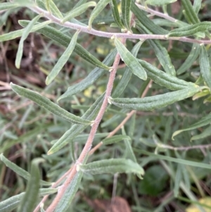 Billardiera scandens at Aranda, ACT - 18 Aug 2022