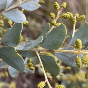 Acacia cultriformis at Aranda, ACT - 18 Aug 2022