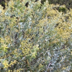 Acacia cultriformis at Aranda, ACT - 18 Aug 2022