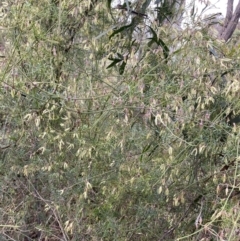 Clematis leptophylla at Aranda, ACT - 18 Aug 2022