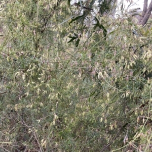 Clematis leptophylla at Aranda, ACT - 18 Aug 2022