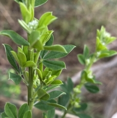 Genista monspessulana (Cape Broom, Montpellier Broom) at Aranda, ACT - 17 Aug 2022 by Ned_Johnston