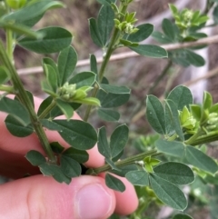 Genista monspessulana at Aranda, ACT - 18 Aug 2022 09:14 AM
