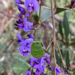 Hardenbergia violacea (False Sarsaparilla) at Aranda, ACT - 17 Aug 2022 by Ned_Johnston