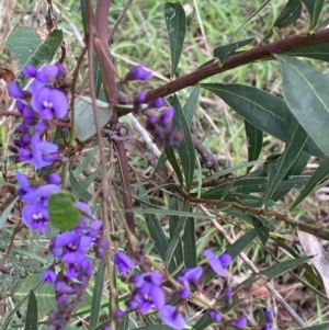 Hardenbergia violacea at Aranda, ACT - 18 Aug 2022