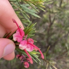 Grevillea rosmarinifolia subsp. rosmarinifolia (Rosemary Grevillea) at Aranda, ACT - 18 Aug 2022 by NedJohnston