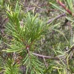 Grevillea rosmarinifolia subsp. rosmarinifolia at Aranda, ACT - 18 Aug 2022