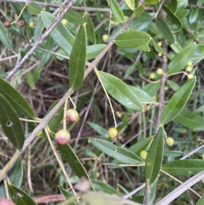 Olea europaea subsp. cuspidata (African Olive) at Aranda, ACT - 17 Aug 2022 by Ned_Johnston