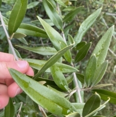 Olea europaea subsp. cuspidata at Aranda, ACT - 18 Aug 2022 09:09 AM