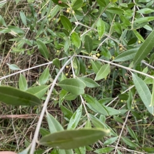 Olea europaea subsp. cuspidata at Aranda, ACT - 18 Aug 2022