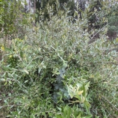 Olea europaea subsp. cuspidata at Aranda, ACT - 18 Aug 2022