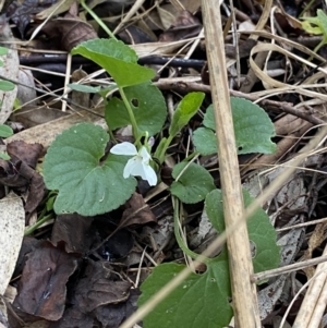 Viola odorata at Aranda, ACT - 18 Aug 2022