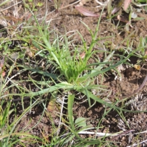 Eryngium ovinum at Harrison, ACT - 27 Aug 2022 02:15 PM