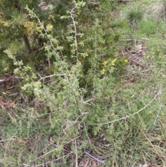 Lycium ferocissimum (African Boxthorn) at Oaks Estate, ACT - 2 Sep 2022 by Steve_Bok