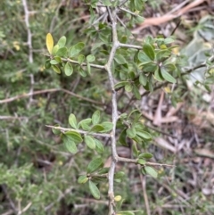 Lycium ferocissimum at Oaks Estate, ACT - 2 Sep 2022 10:47 AM