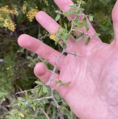 Lycium ferocissimum at Oaks Estate, ACT - 2 Sep 2022 10:47 AM