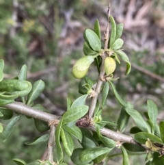 Lycium ferocissimum at Oaks Estate, ACT - 2 Sep 2022 10:47 AM