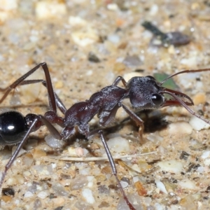 Myrmecia simillima at Paddys River, ACT - 31 Aug 2022 12:57 PM