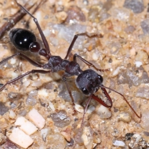 Myrmecia simillima at Paddys River, ACT - 31 Aug 2022 12:57 PM