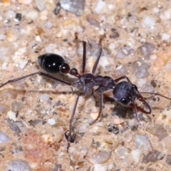 Myrmecia simillima at Paddys River, ACT - 31 Aug 2022