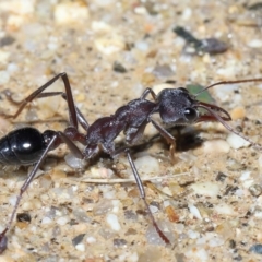 Myrmecia simillima at Paddys River, ACT - 31 Aug 2022