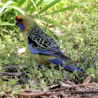 Platycercus elegans flaveolus (Yellow Rosella) at Wodonga, VIC - 2 Sep 2022 by KylieWaldon