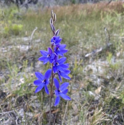 Thelymitra ixioides (Dotted Sun Orchid) at Hyams Beach, NSW - 29 Aug 2022 by AnneG1